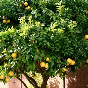 3* Gasthof Lemon Tree